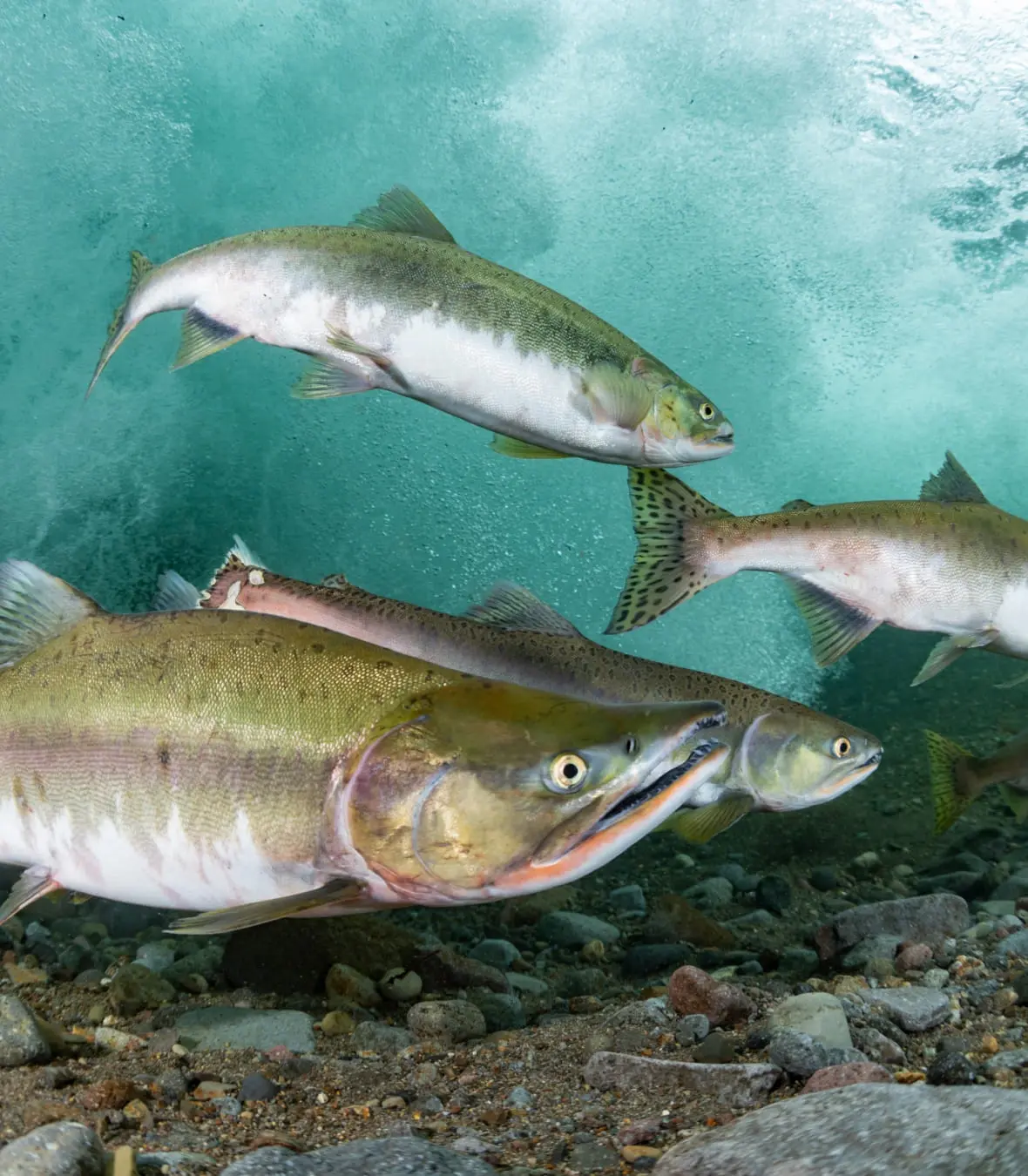 Aquaculture