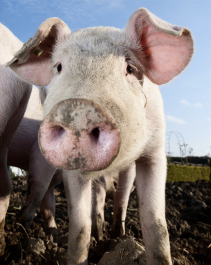 Swine